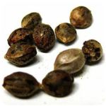 Семена марихуаны АК-47  (Seeds AK-47) в Тотьме